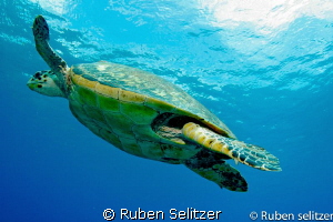 the shot was taken in playa del carmen this winter dic 20... by Ruben Selitzer 